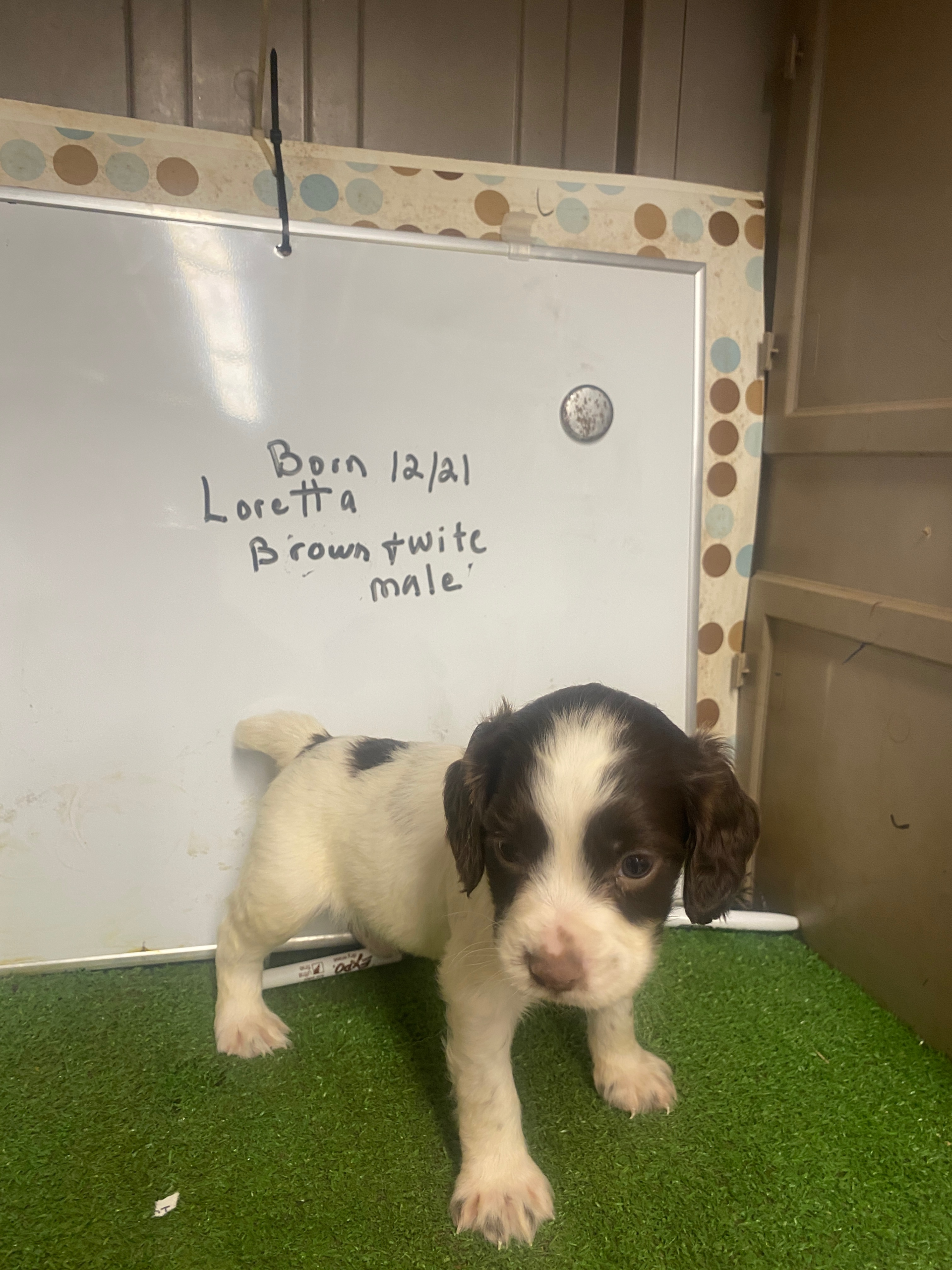 English Cocker Spaniel Male