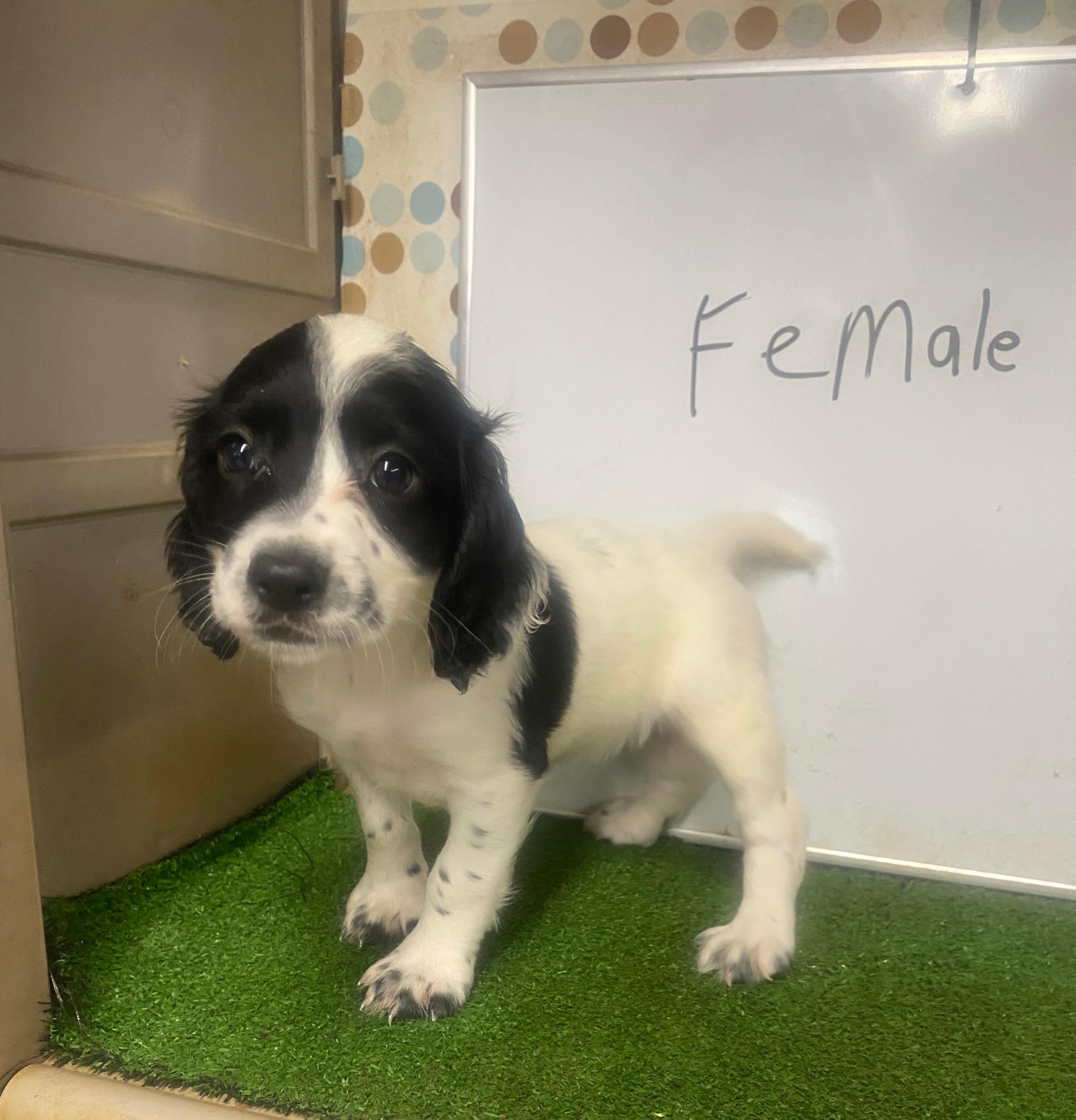 English Cocker Spaniel Female