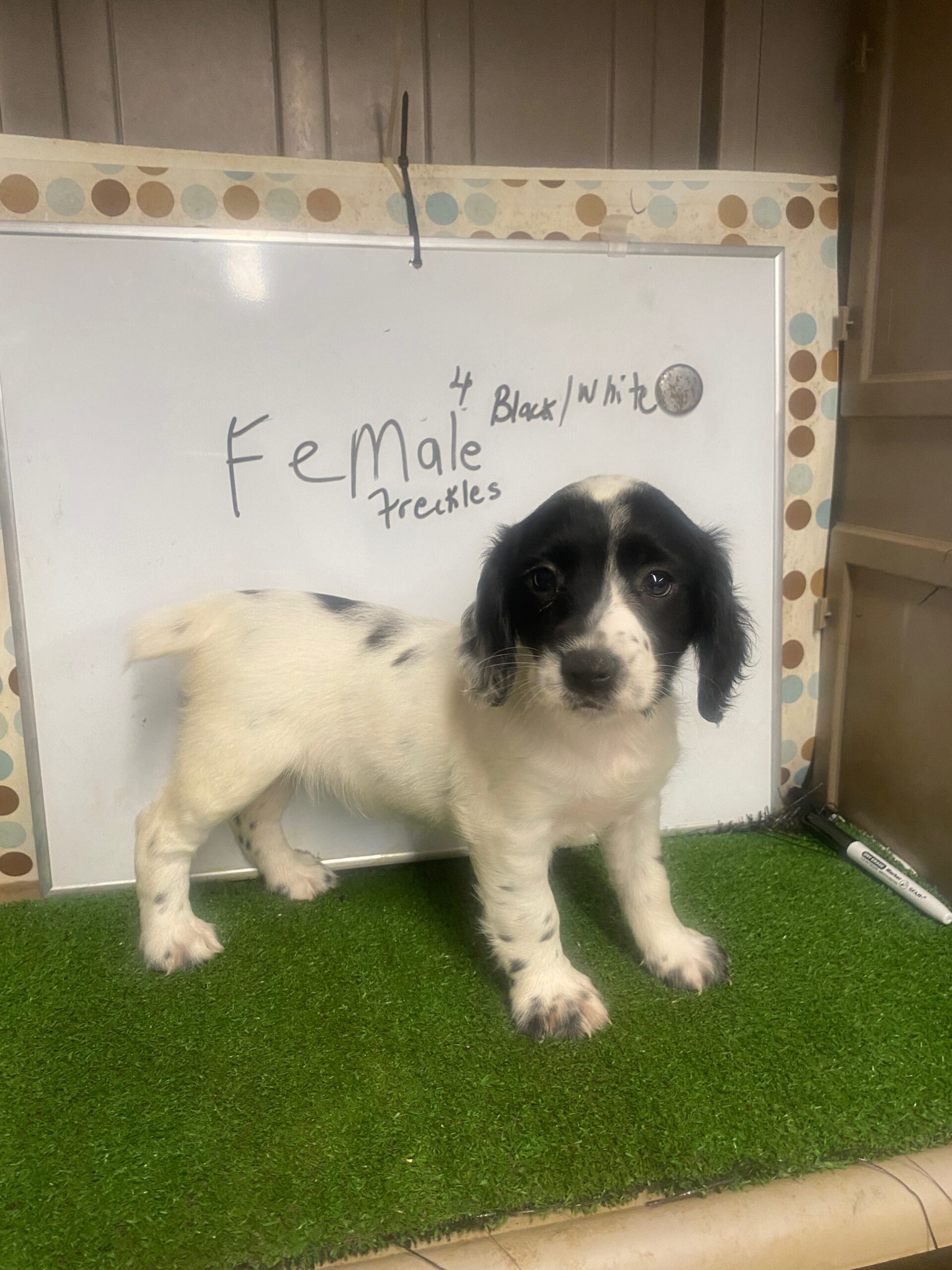 English Cocker Spaniel Female