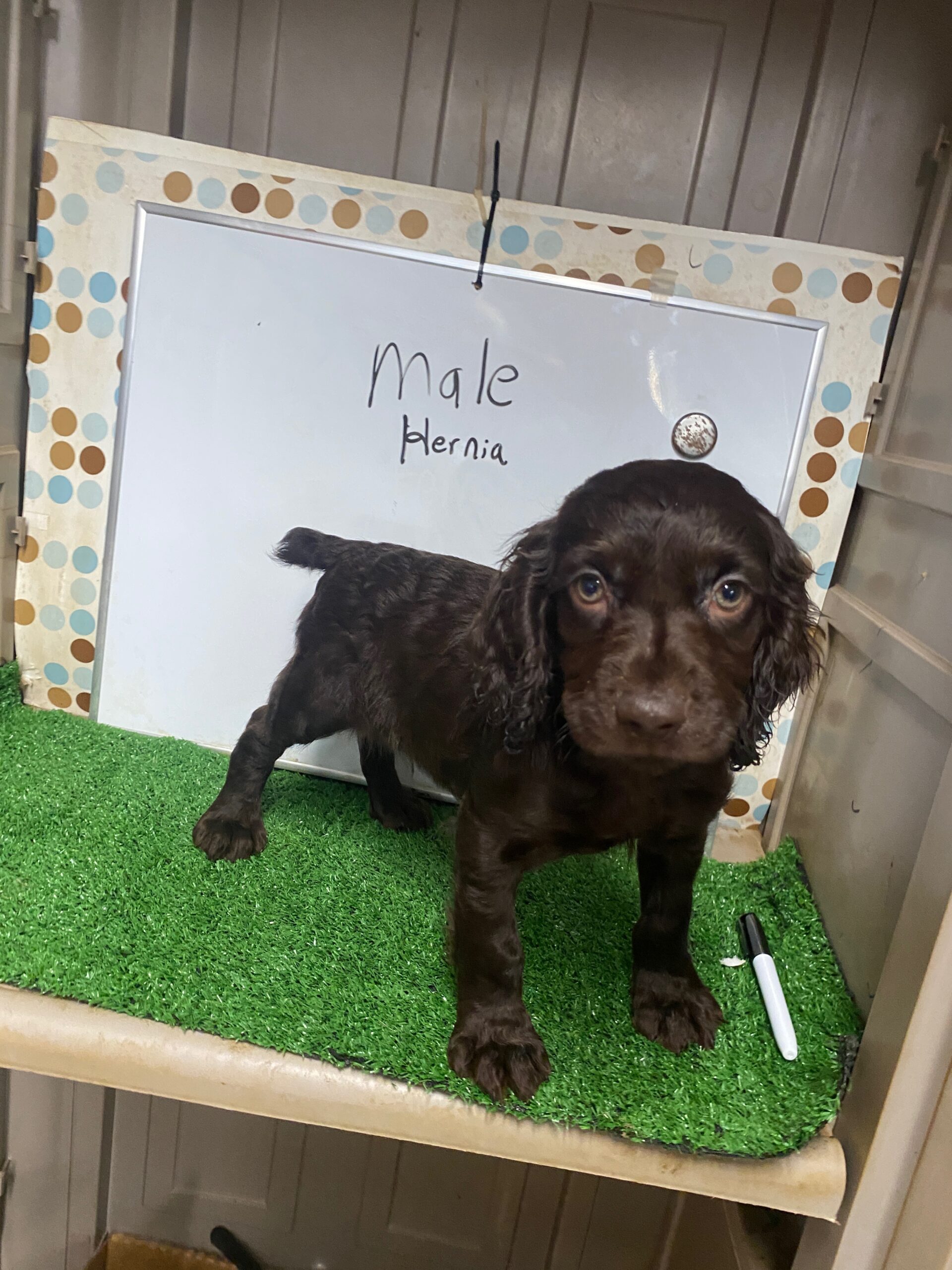 Boykin Spaniel Male