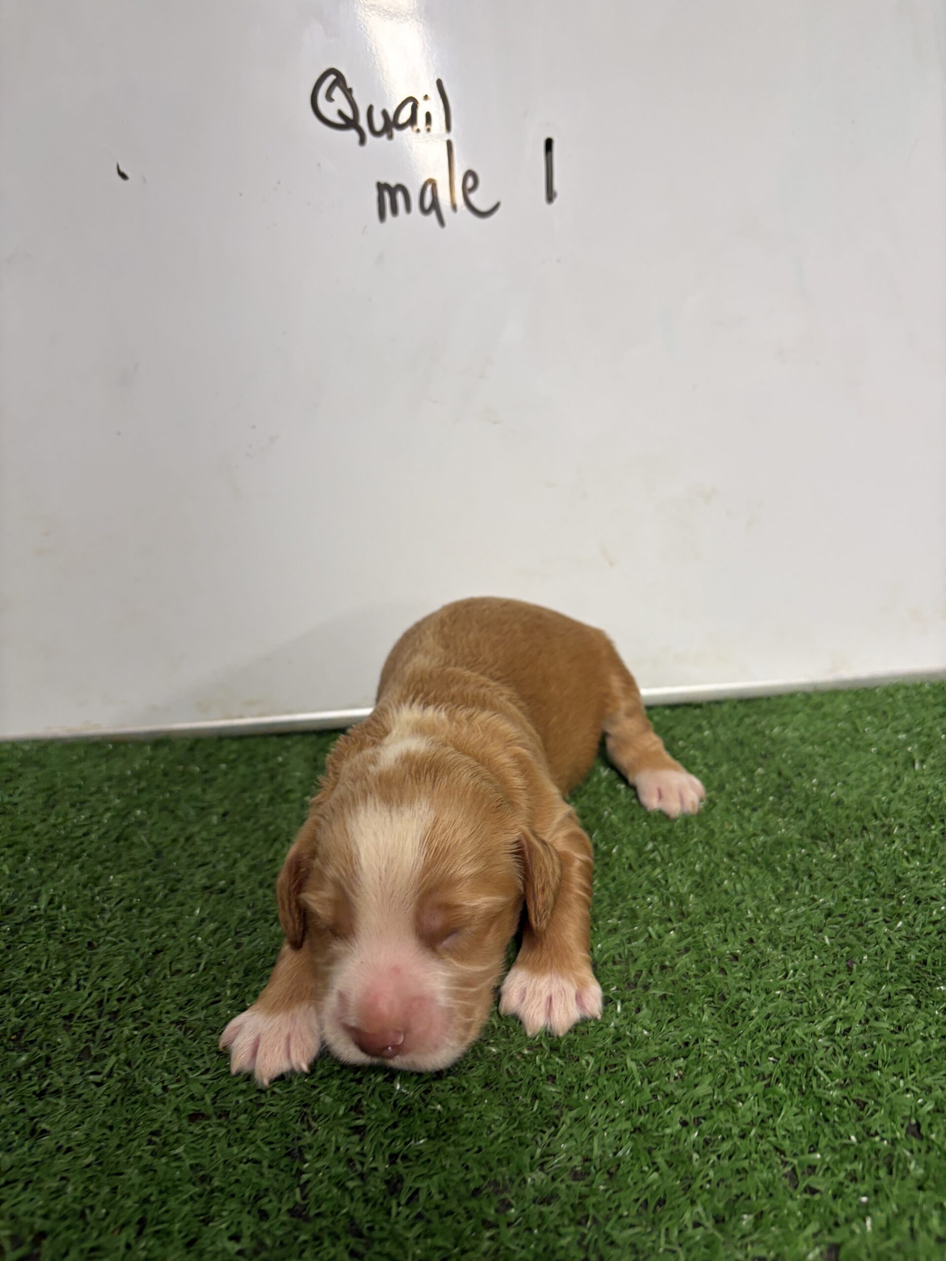 English Cocker Spaniel Male