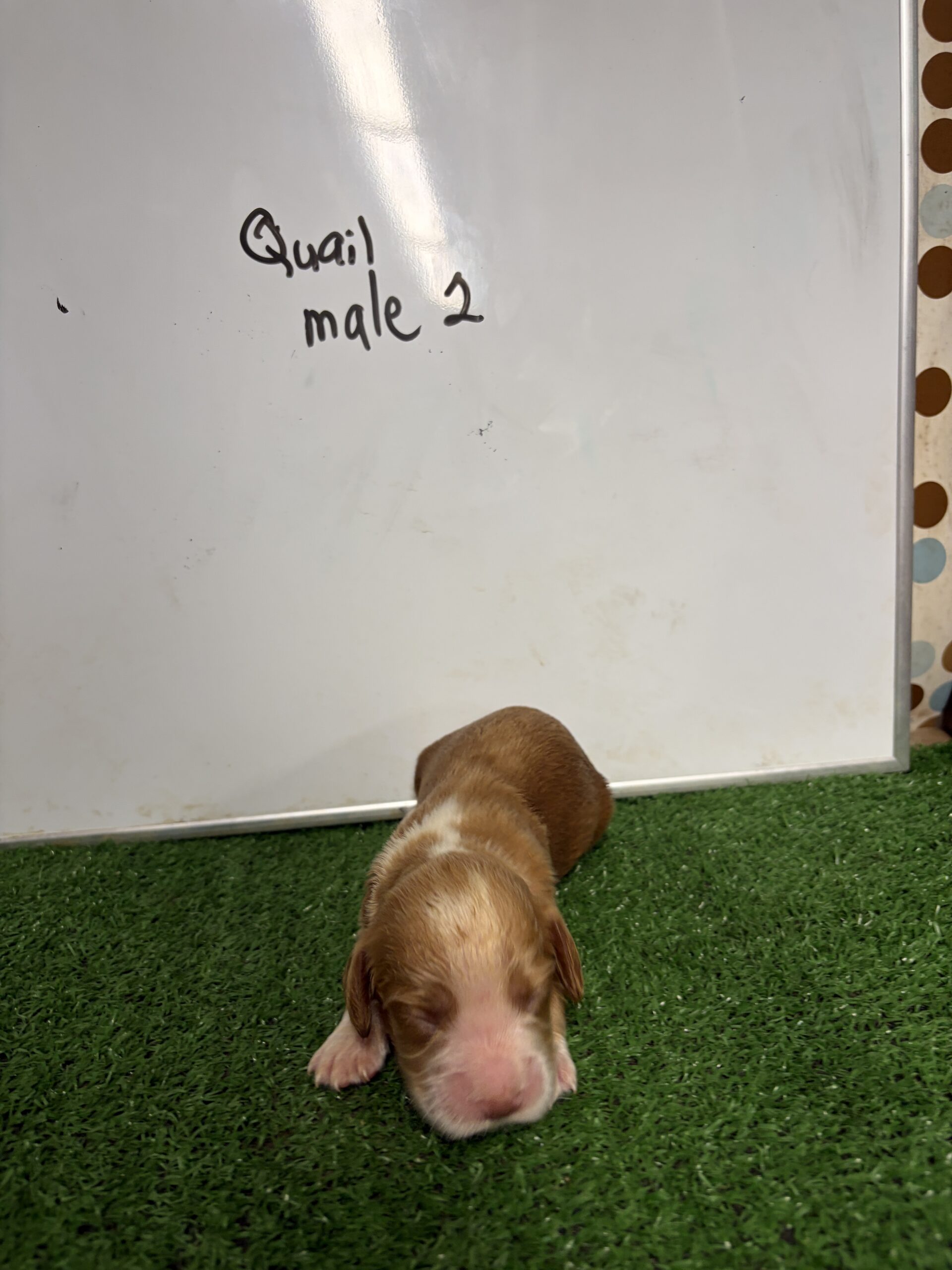 English Cocker Spaniel Male