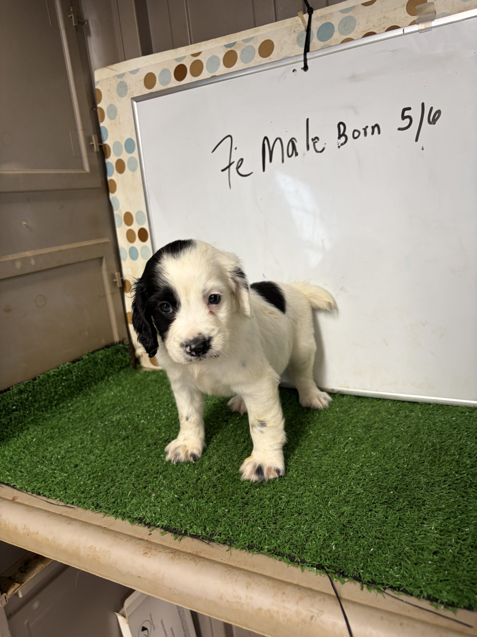 English Cocker Spaniel Female