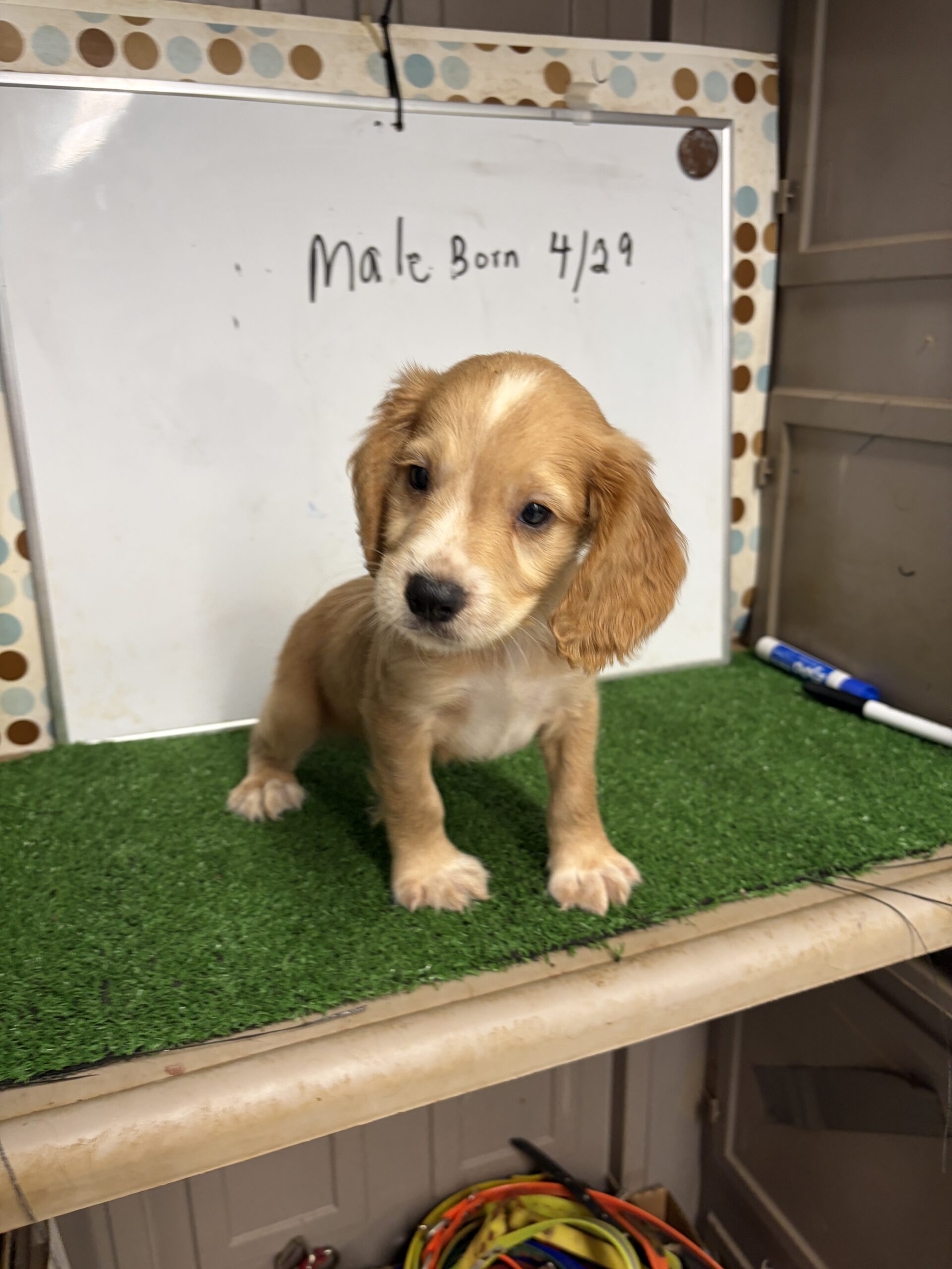 English Cocker Spaniel Male