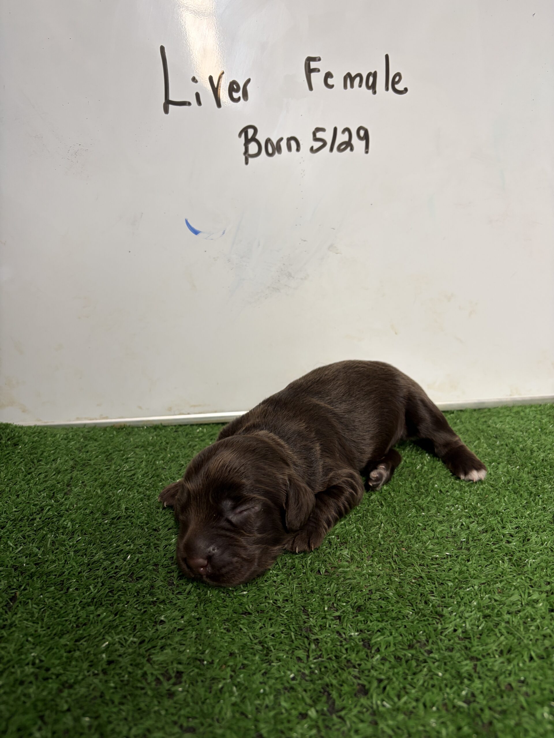 English Cocker Spaniel Female