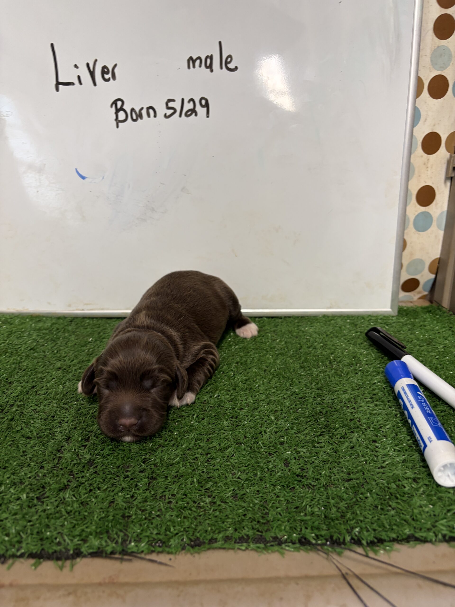 English Cocker Spaniel Male