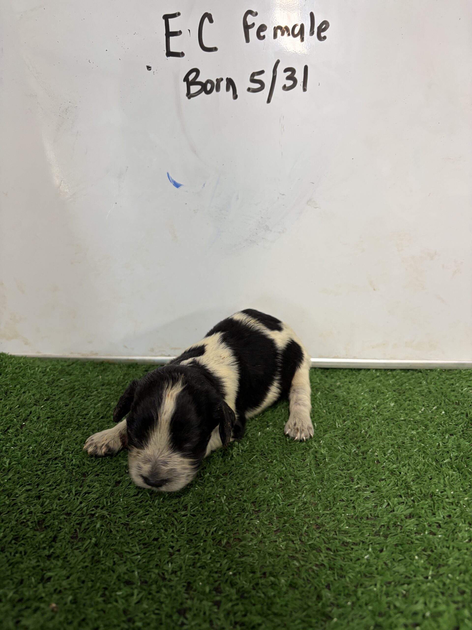 English Cocker Spaniel Female