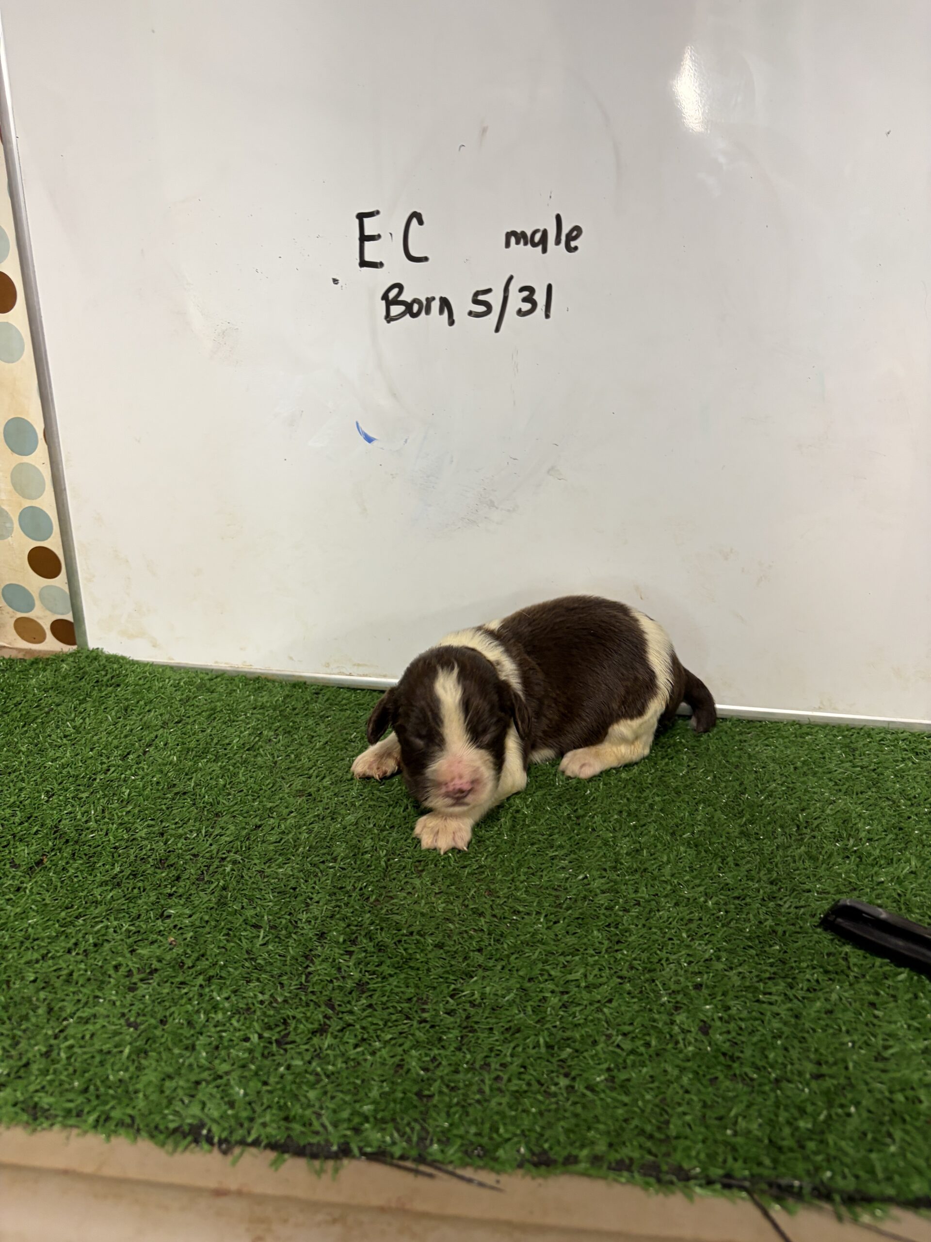 English Cocker Spaniel Male