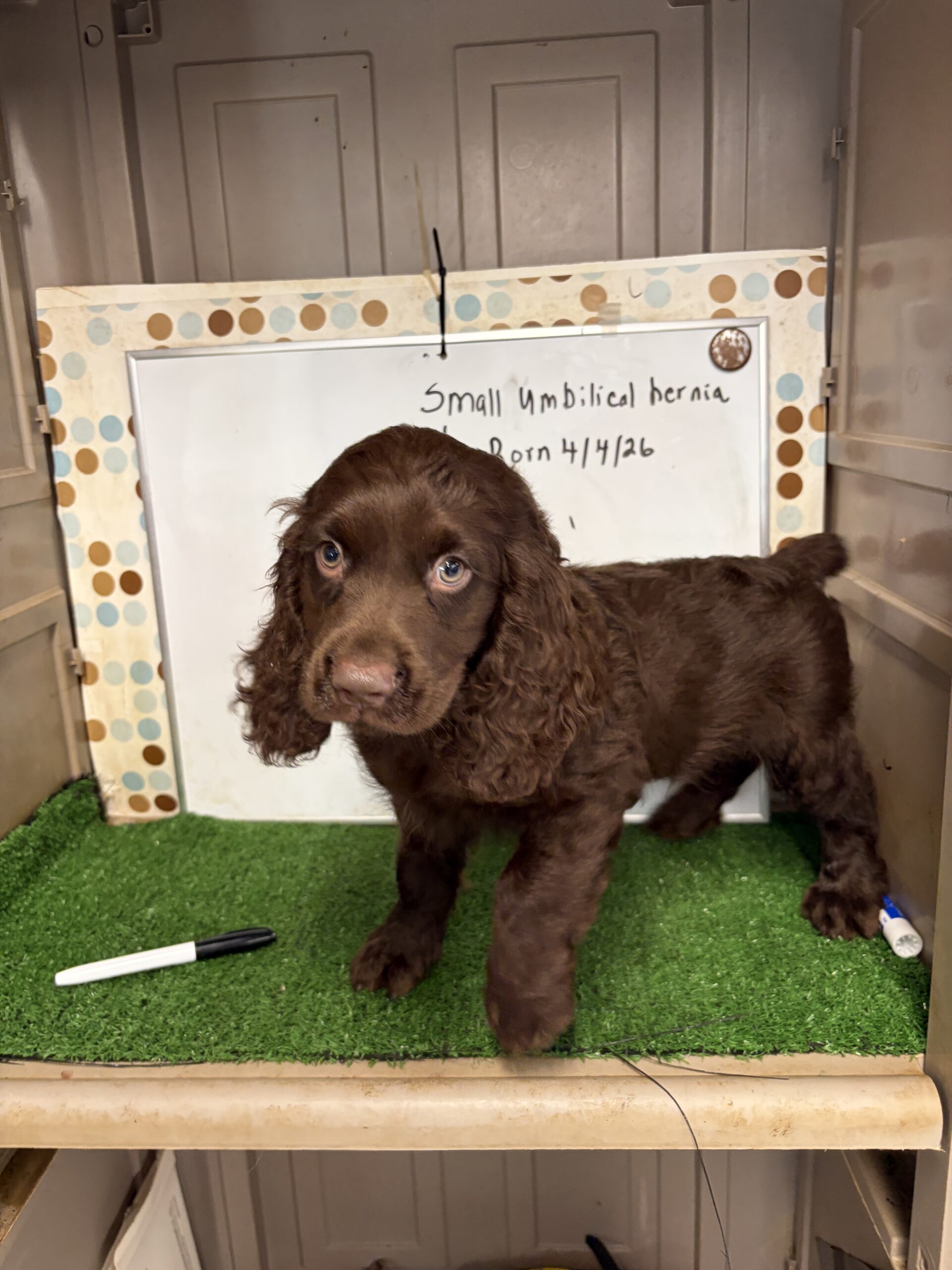 Boykin Spaniel Male