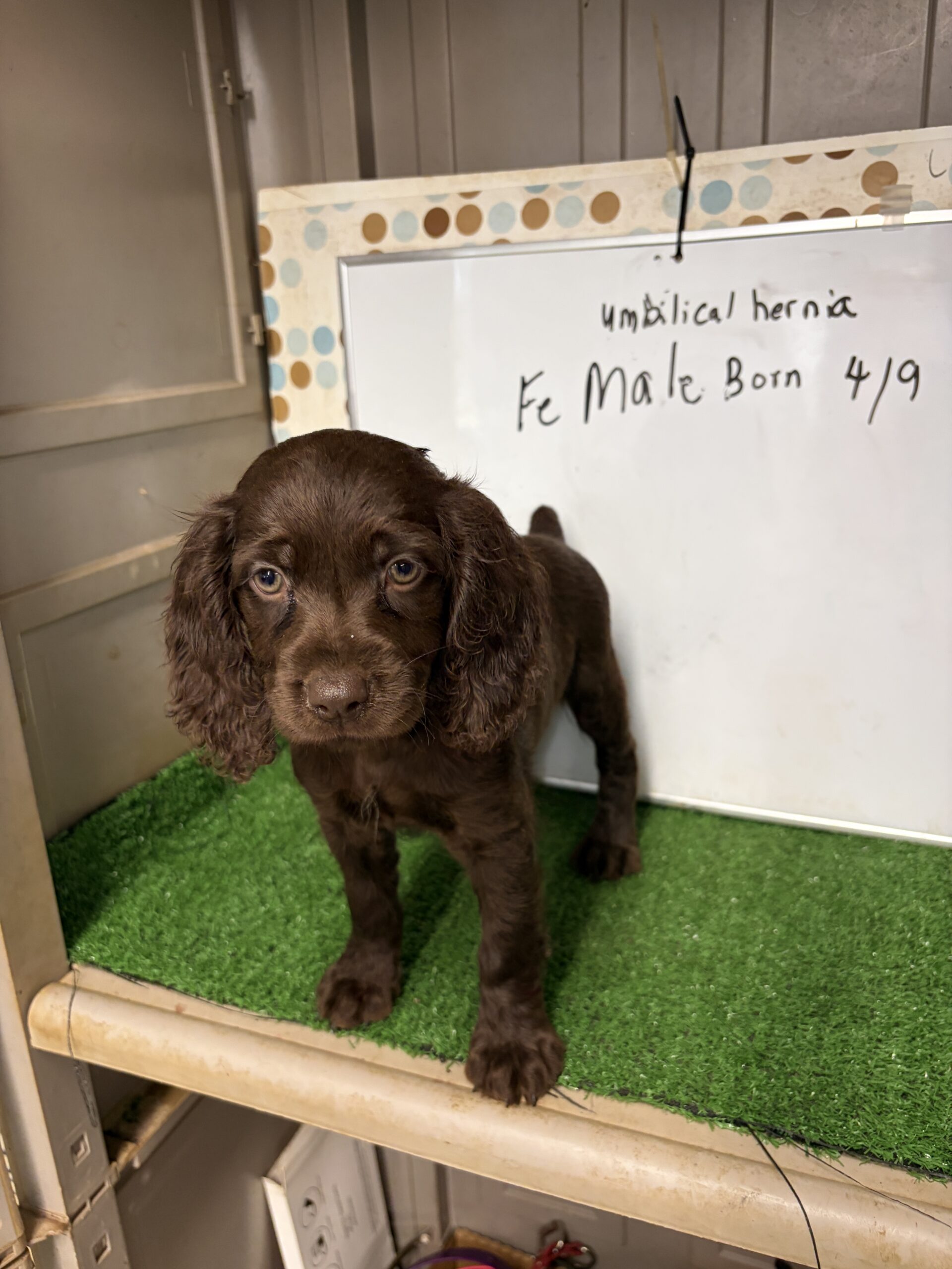 Boykin Spaniel Female