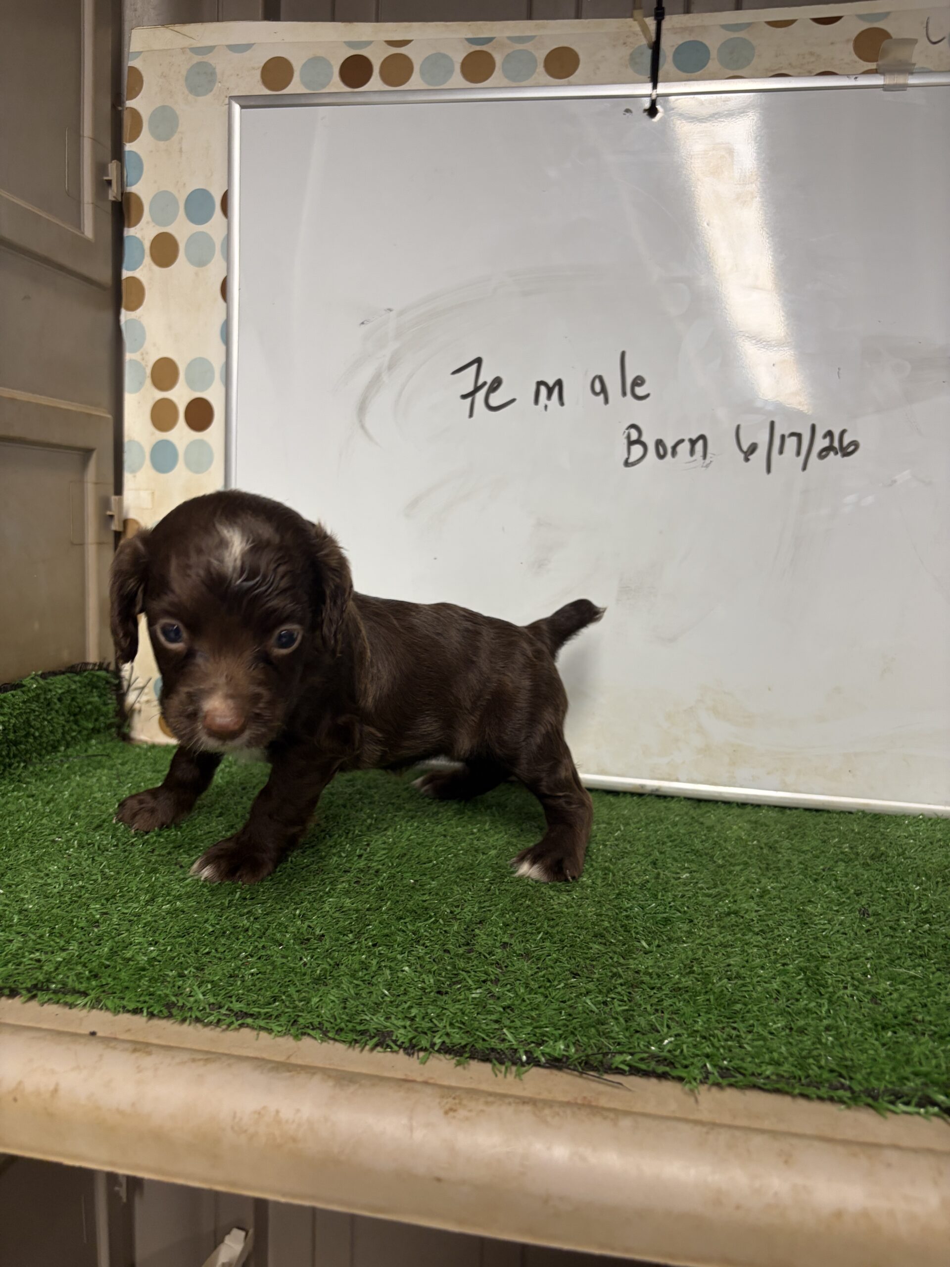 English Cocker Spaniel Female