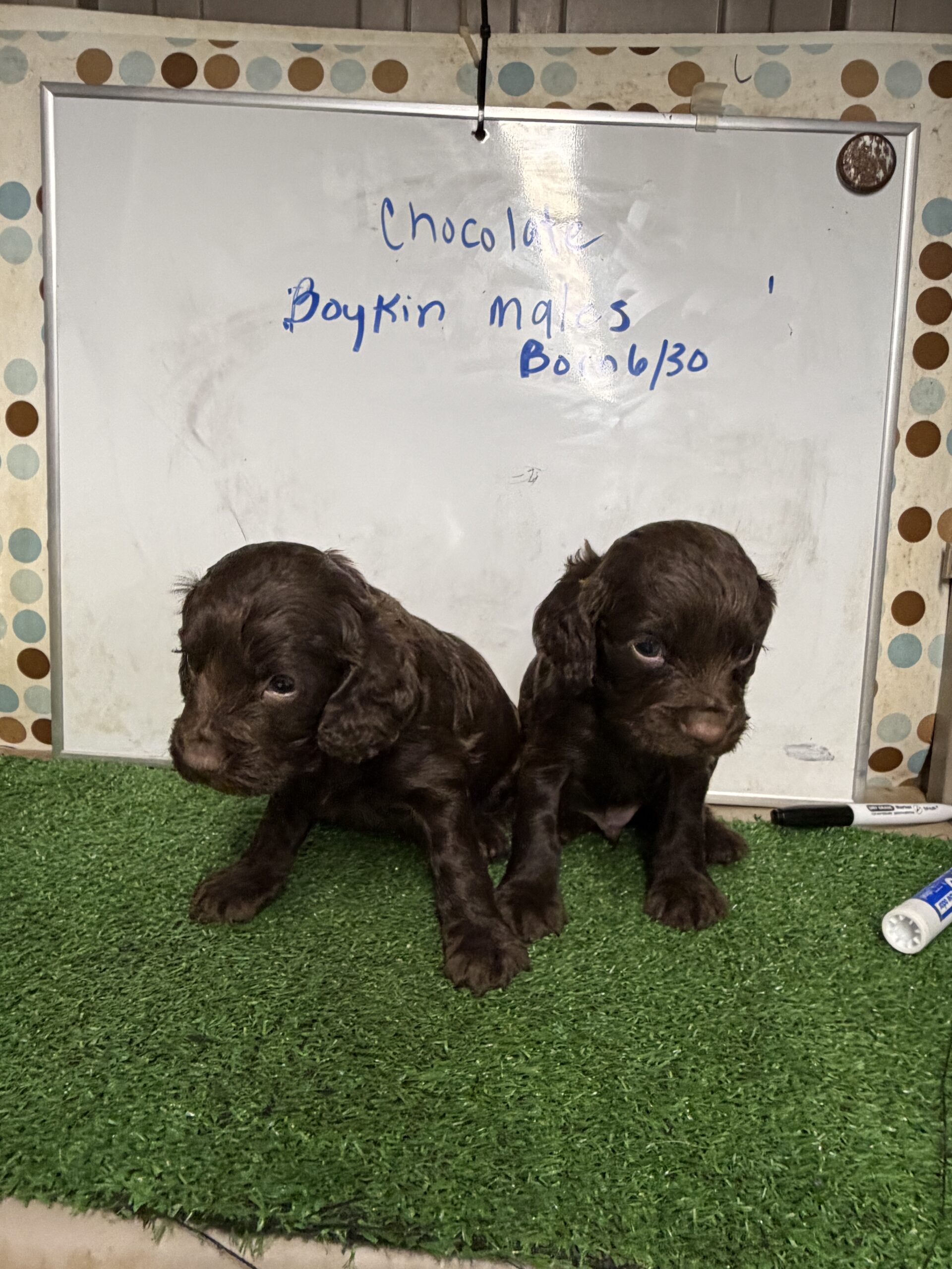 Boykin Spaniel Males