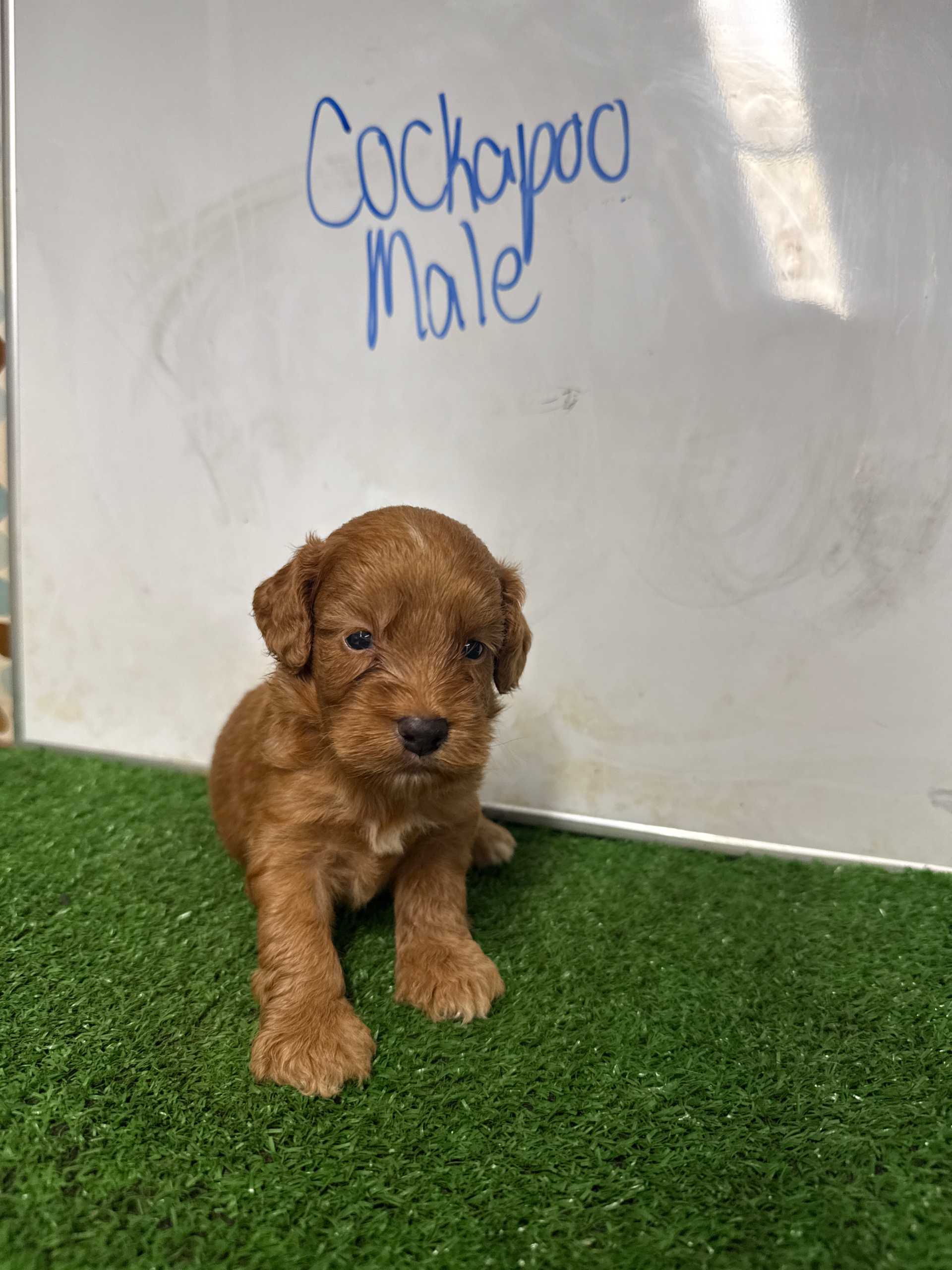 Cockapoo Male