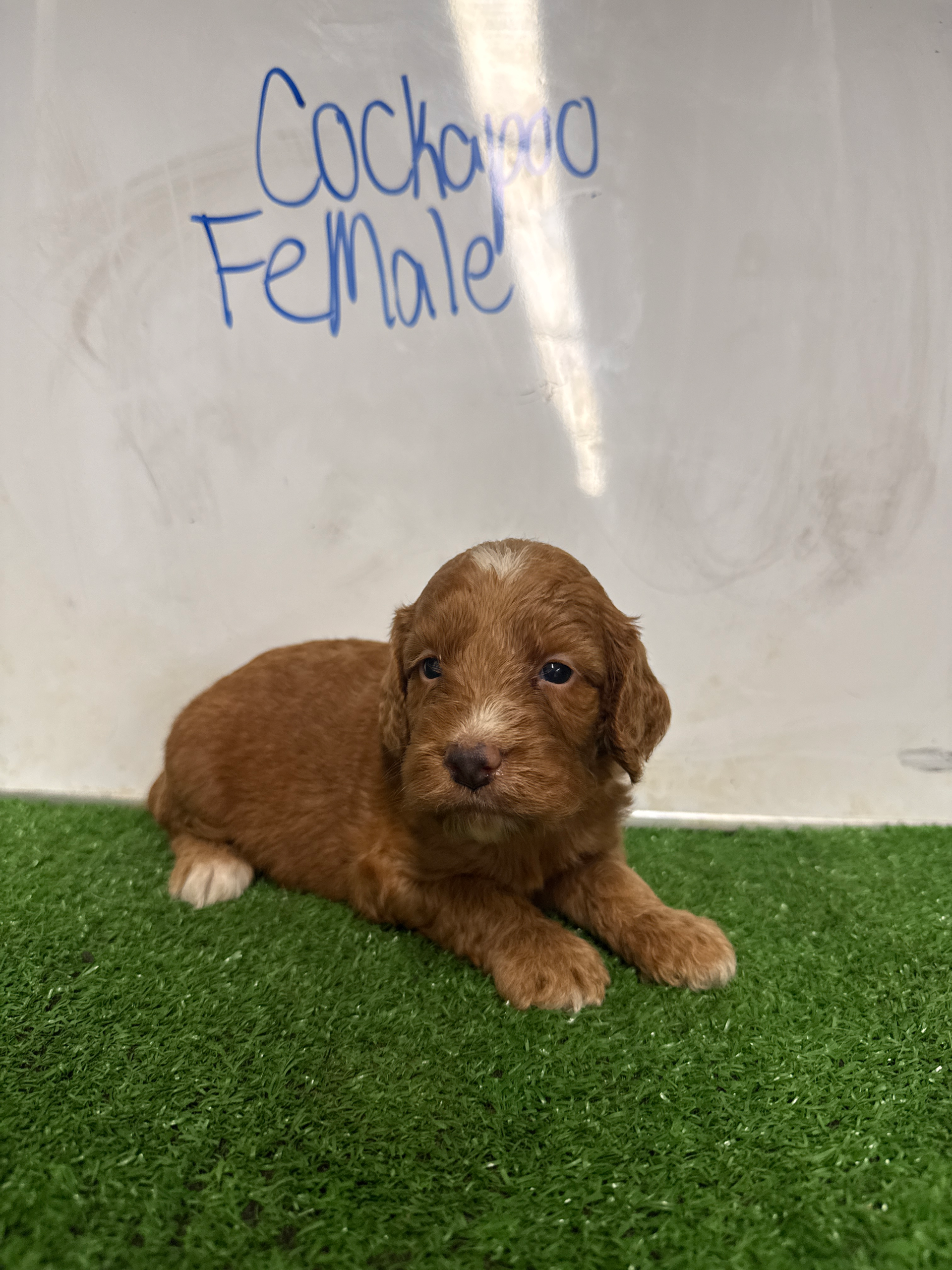 Cockapoo Female