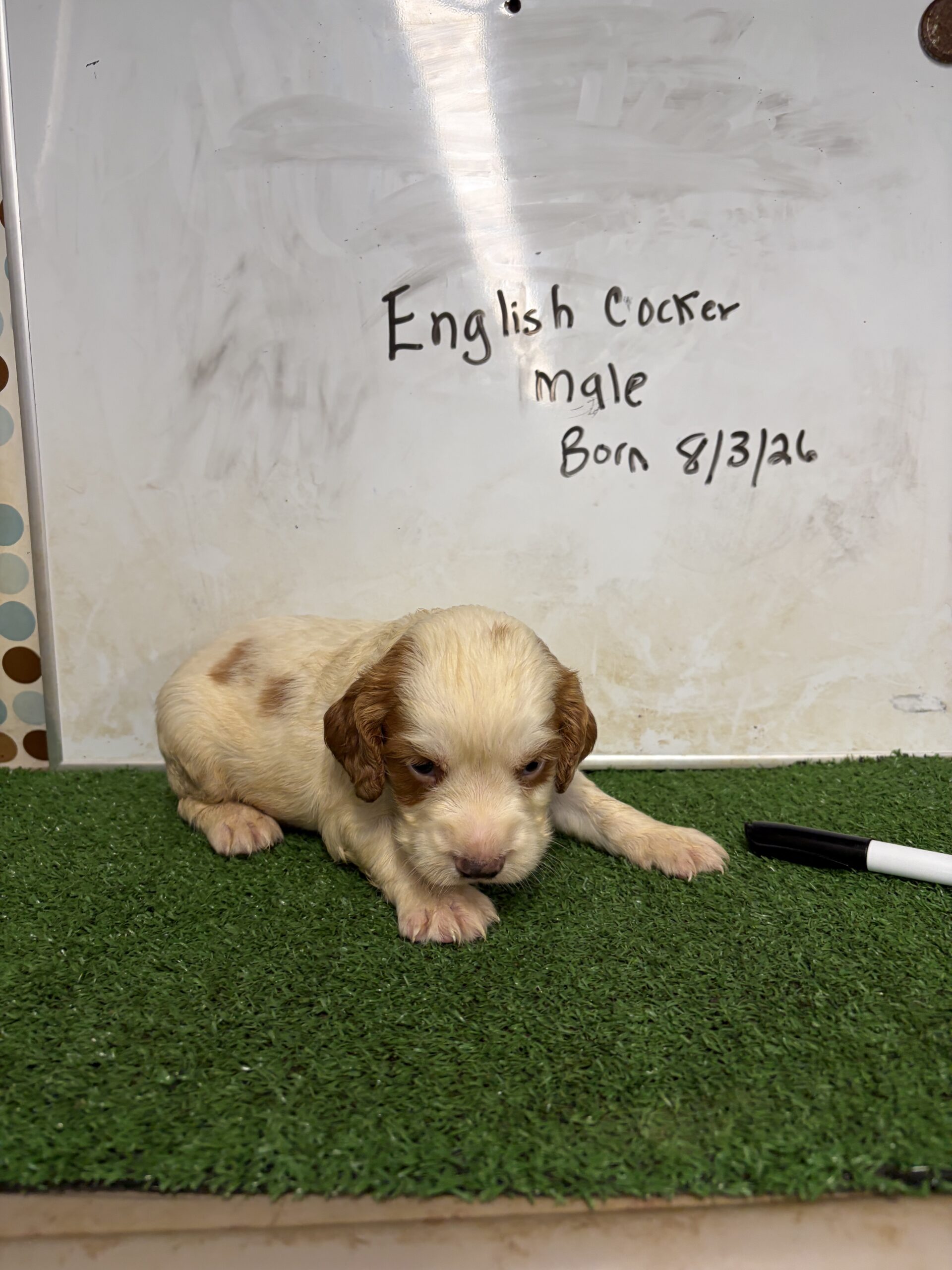 English Cocker Spaniel Male