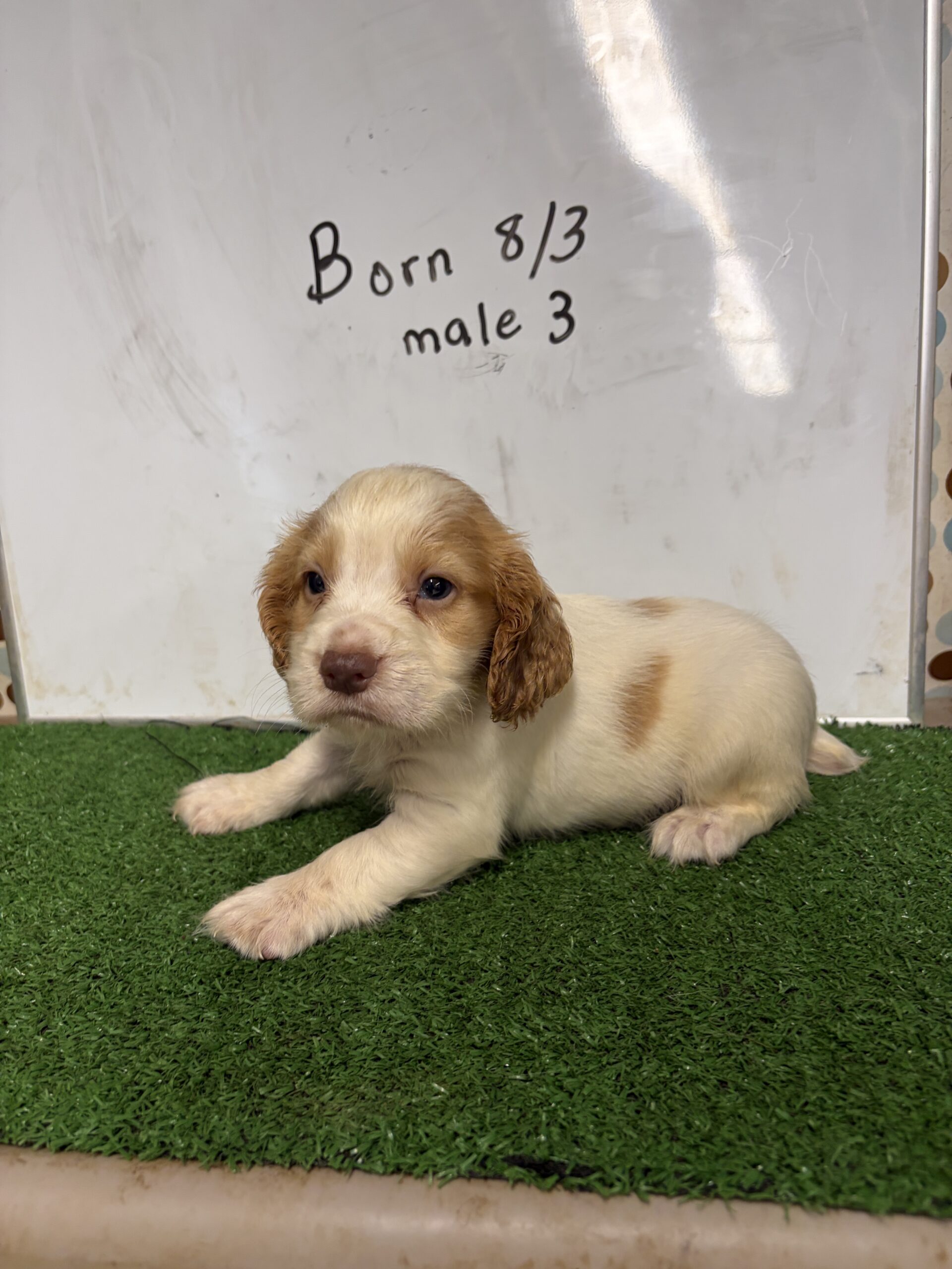 English Cocker Spaniel Male