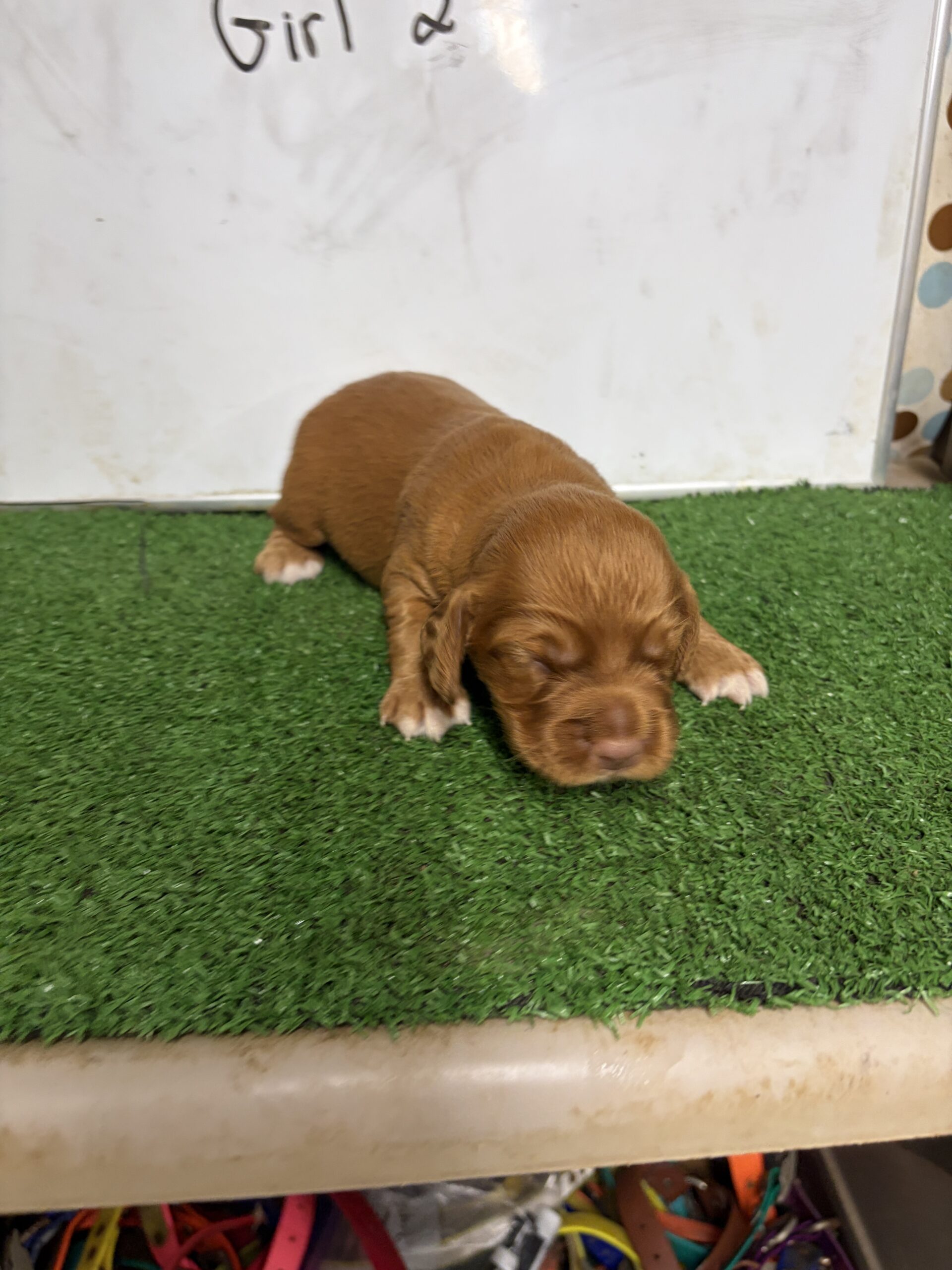 English Cocker Spaniel Female